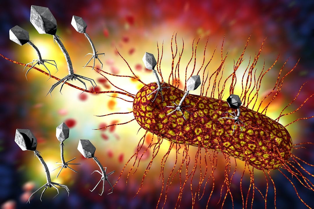 Closeup bacteriophage virus attacking bacteria cells 3D illustration
