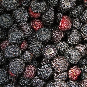 Ripe sweet black and red raspberry textured background
