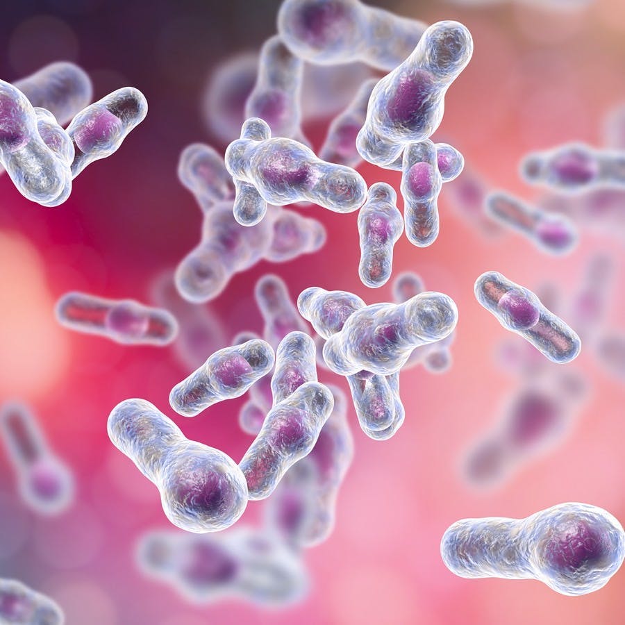 Clostridium difficile bacteria, 3D illustration. Spore-forming bacteria that cause pseudomembraneous colitis and are associated with nosocomial antibiotic resistance
