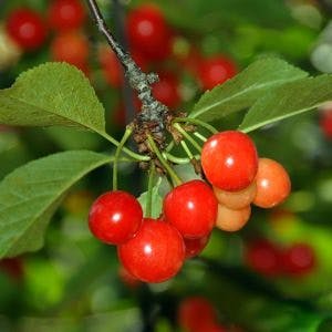 Cherries on the Tree &#8211; A cluster of red Montmorency Michigan cherries on the tree.
