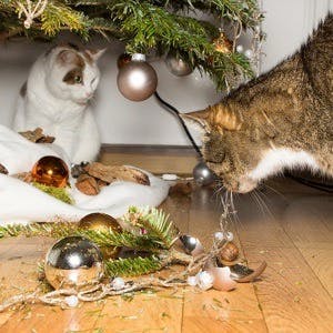 A cat sniffs on several broken christmas balls
