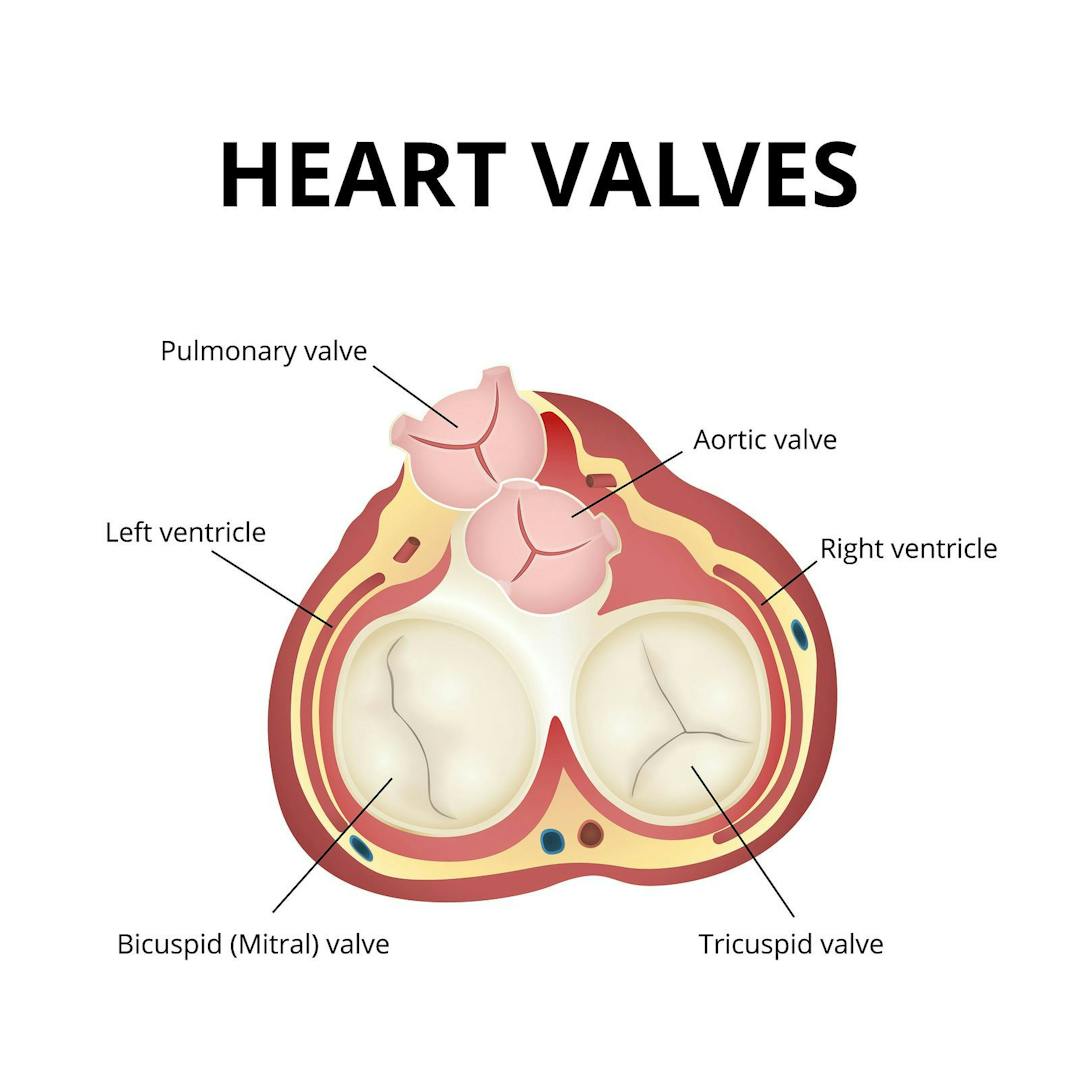 The work of heart valves, anatomy of the human heart, the heart in a section view from above

