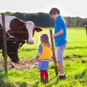 Happy kids feeding cows on a farm. Little girl and school age boy feed cow on a country field in summer. Farmer children play with animals. Child and animal friendship. Family fun in the countryside.
