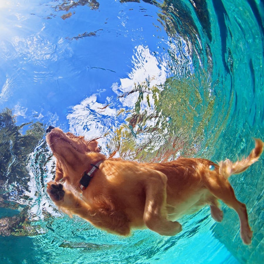 Underwater photo of golden labrador retriever puppy in outdoor swimming pool play with fun &#8211; jumping and diving deep down. Activities and games with family pets and popular dog on summer holiday.
