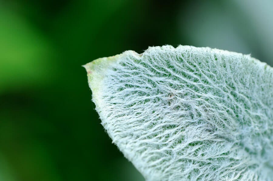 A close-up of a lanate lamb&#8217;s ear (Stachys byzantina) leaf with water drops
