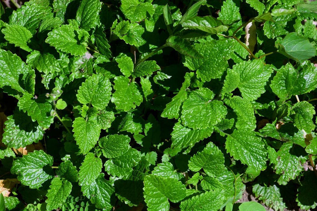 Lemon balm or melissa officinalis herb leaves in spring close-up, balm mint plant in spring sun
