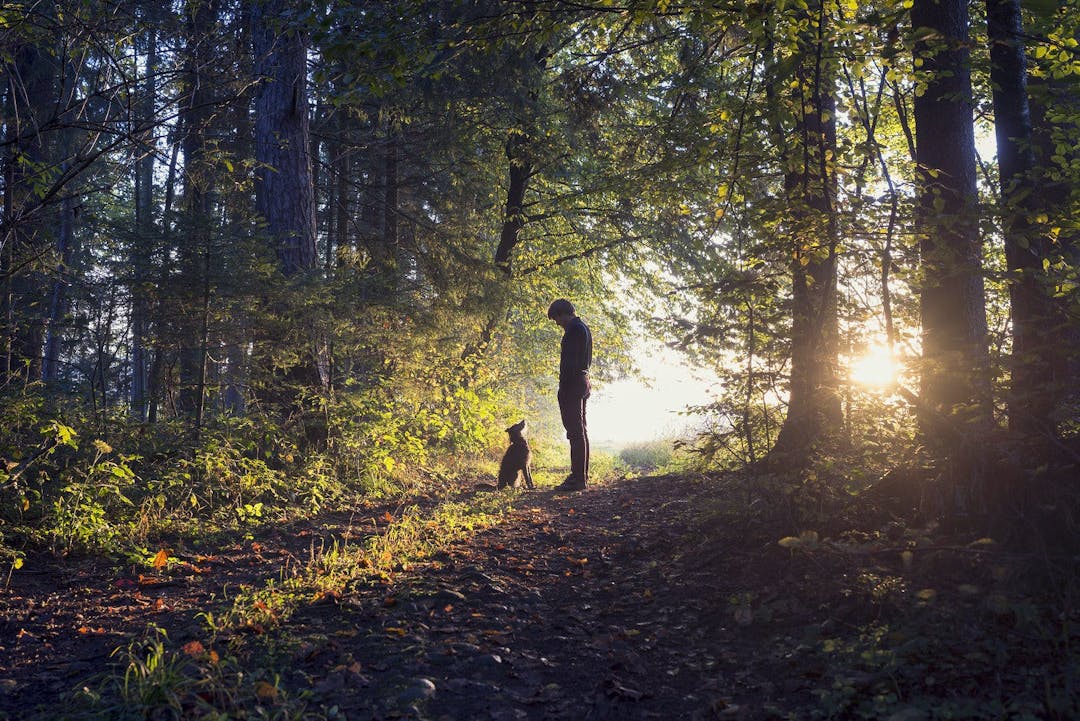 Man walking his dog in the woods standing backlit by the rising sun casting a warm glow and long shadows.
