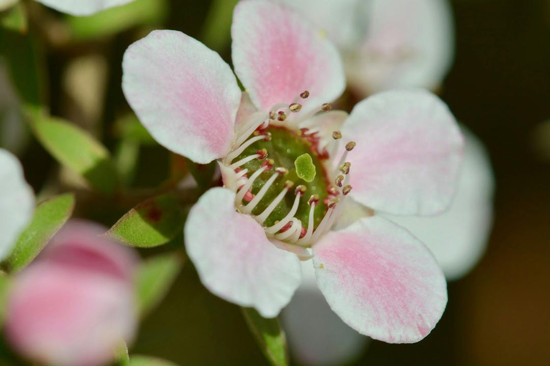 A macro photo of a beautiful Manuka flower (Leptospermum scoparium, or New Zealand teatree), a source of wonderful Manuka honey
