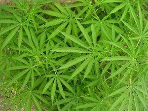 Pot drugs cannabis medical marijuana
