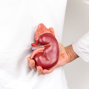 Female hand holding model of human kidney organ at back of body
