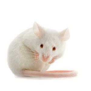 Mice labratory
