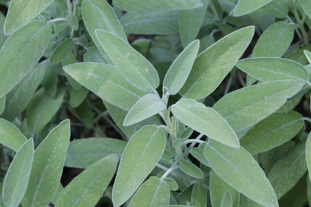 Sage (Salvia officinalis) , a medicinal plant, also called medicinal herb. Sage is an aromatic plant
