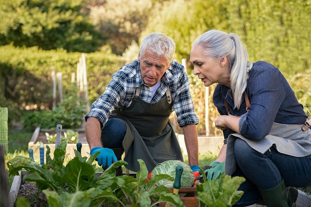 Senior man and mature woman wearing apron and picking vegetables at farm garden. Senior farmers looking at plants. Worried retired couple examine plants at backyard garden during the harvest.
