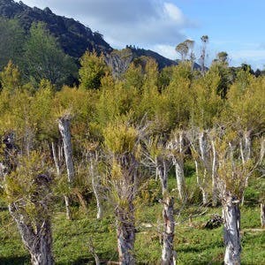 New growth on trees at a Tea Tree Plantation at Karamea New Zealand.
