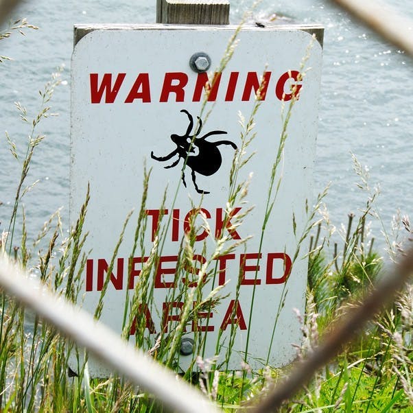 A sign warning about ticks.
Some ticks are known to carry a bacteria that causes Lyme disease.
