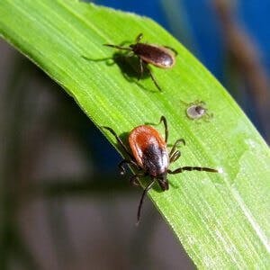 Tick bug insect Lyme disease, Ixodes scapularis
