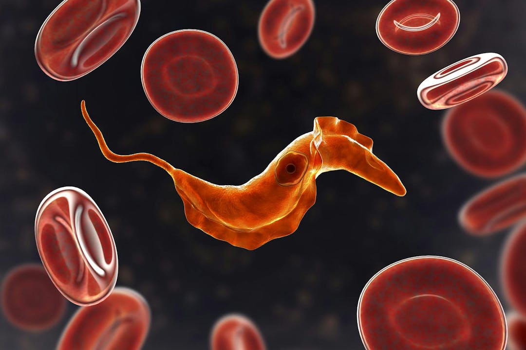Trypanosoma cruzi parasite, 3D illustration. A protozoan that causes Chagas disease transmitted to humans by the bite of triatomine bug
