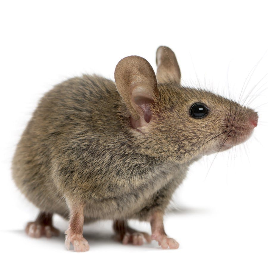 Wood mouse in front of a white background
