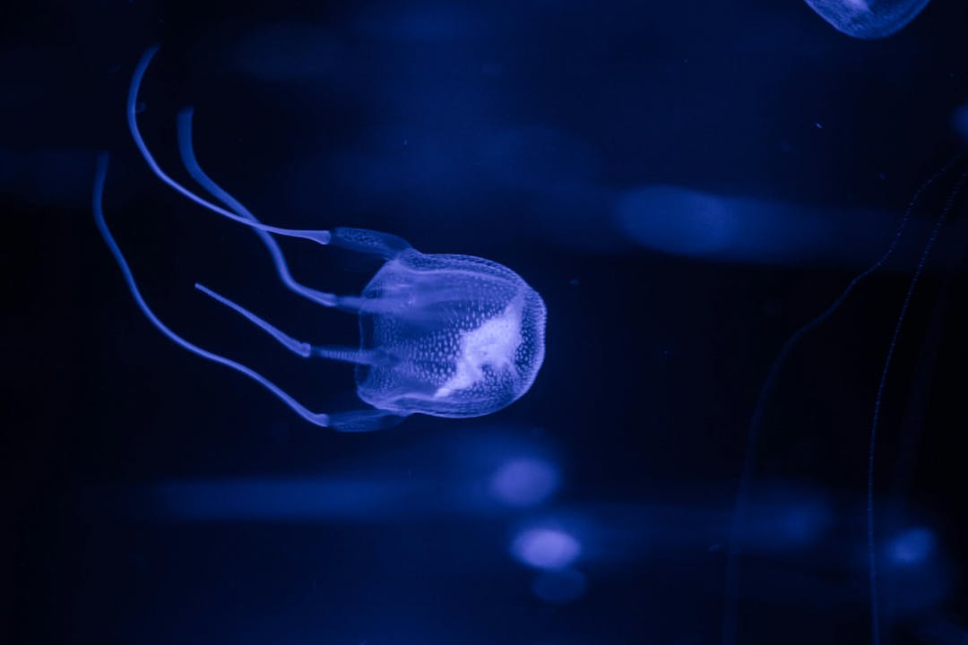 Close up image of a box jelly fish, the most poisonous animal in the world in an aquarium

