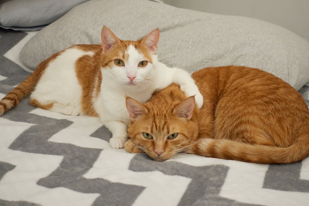 Domesticated cats leisure time or rest concept. White and red cat making a hug with cute lazy ginger tabby cat on a bed with gray blanket near the pillow. High quality photo
